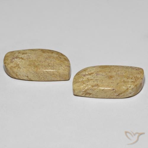 Shop natural 27.38ct マルチカラー 化石サンゴ gems, ファンシー, from インドネシア at GemSelect. In stock, global shipping!