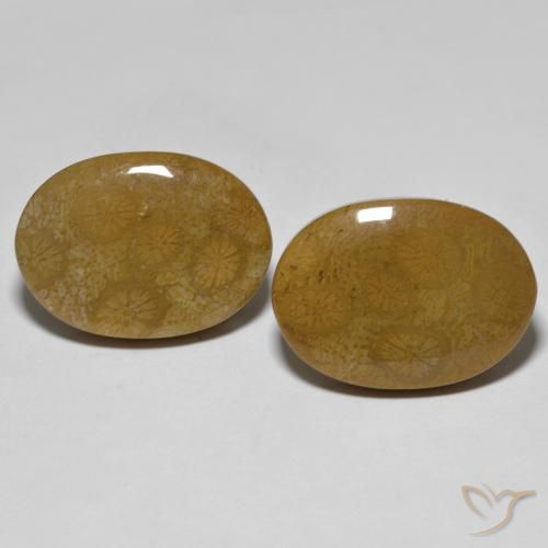 Shop natural 26.39ct マルチカラー 化石サンゴ gems, 楕円形, from インドネシア at GemSelect. In stock, global shipping!