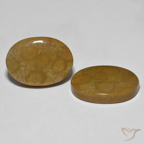 Shop natural 26.39ct マルチカラー 化石サンゴ gems, 楕円形, from インドネシア at GemSelect. In stock, global shipping!