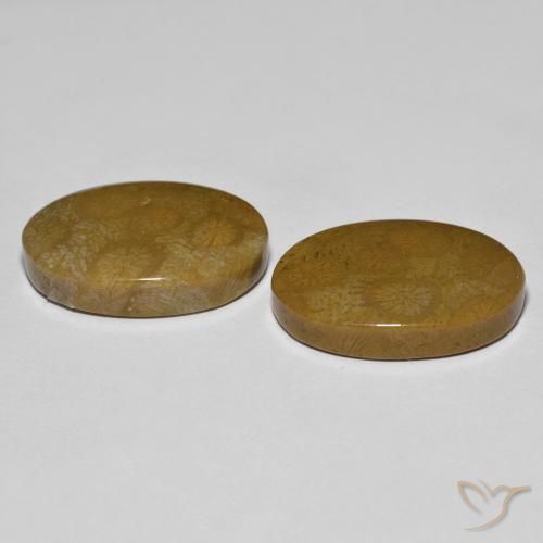 Shop natural 26.39ct マルチカラー 化石サンゴ gems, 楕円形, from インドネシア at GemSelect. In stock, global shipping!
