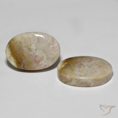 Shop natural 34.92ct マルチカラー 化石サンゴ gems, 楕円形, from インドネシア at GemSelect. In stock, global shipping!