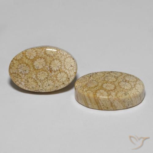 Shop natural 29.24ct マルチカラー 化石サンゴ gems, 楕円形, from インドネシア at GemSelect. In stock, global shipping!