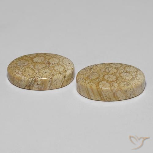 Shop natural 29.24ct マルチカラー 化石サンゴ gems, 楕円形, from インドネシア at GemSelect. In stock, global shipping!