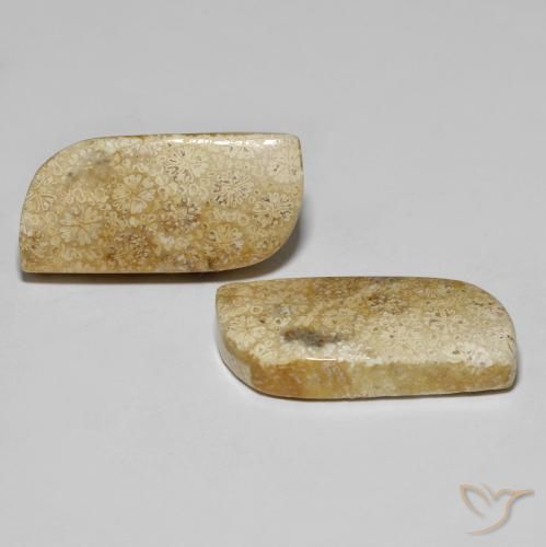 Shop natural 28.82ct マルチカラー 化石サンゴ gems, ファンシー, from インドネシア at GemSelect. In stock, global shipping!