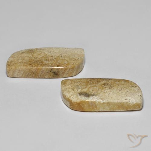 Shop natural 28.82ct マルチカラー 化石サンゴ gems, ファンシー, from インドネシア at GemSelect. In stock, global shipping!