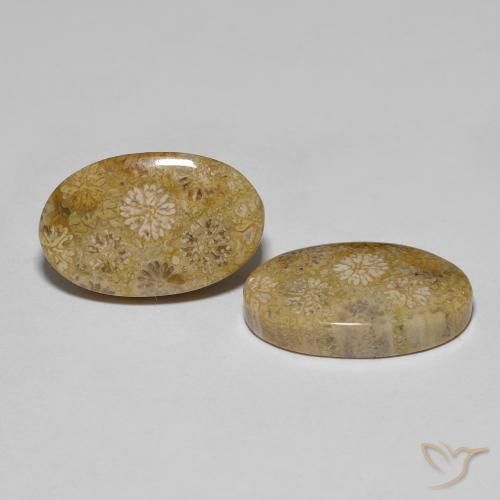 Shop natural 22.57ct マルチカラー 化石サンゴ gems, 楕円形, from インドネシア at GemSelect. In stock, global shipping!