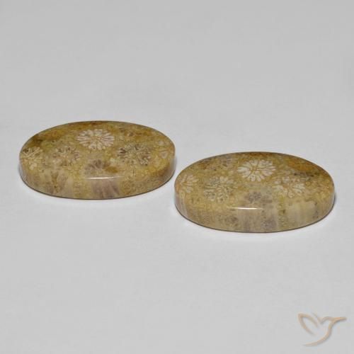 Shop natural 22.57ct マルチカラー 化石サンゴ gems, 楕円形, from インドネシア at GemSelect. In stock, global shipping!