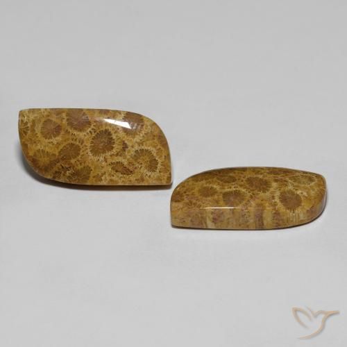 Shop natural 17.76ct マルチカラー 化石サンゴ gems, ファンシー, from インドネシア at GemSelect. In stock, global shipping!