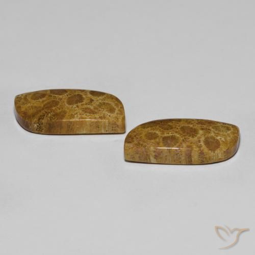 Shop natural 17.76ct マルチカラー 化石サンゴ gems, ファンシー, from インドネシア at GemSelect. In stock, global shipping!