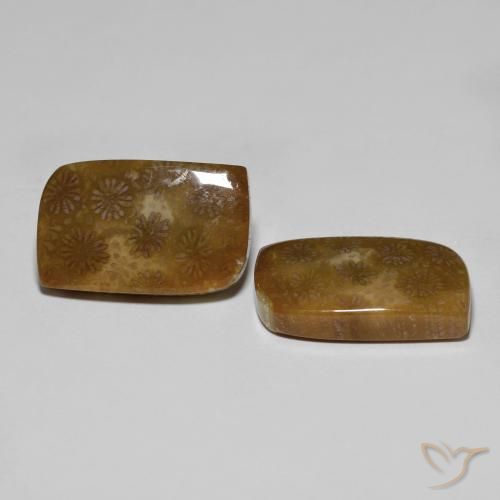 Shop natural 30.11ct マルチカラー 化石サンゴ gems, ファンシー, from インドネシア at GemSelect. In stock, global shipping!