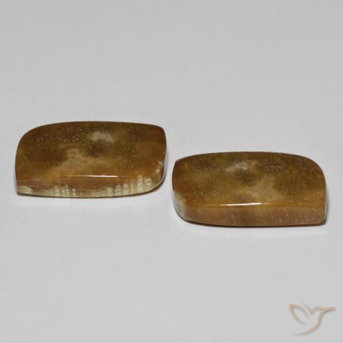 Shop natural 30.11ct マルチカラー 化石サンゴ gems, ファンシー, from インドネシア at GemSelect. In stock, global shipping!