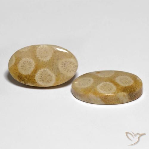 Shop natural 28.88ct マルチカラー 化石サンゴ gems, 楕円形, from インドネシア at GemSelect. In stock, global shipping!