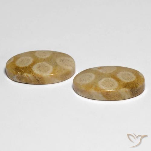 Shop natural 28.88ct マルチカラー 化石サンゴ gems, 楕円形, from インドネシア at GemSelect. In stock, global shipping!