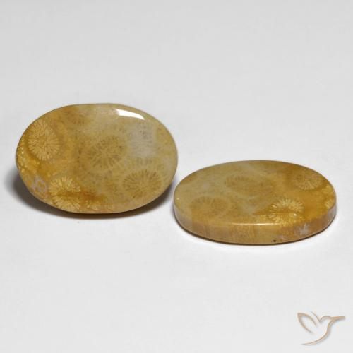 Shop natural 29.58ct マルチカラー 化石サンゴ gems, 楕円形, from インドネシア at GemSelect. In stock, global shipping!
