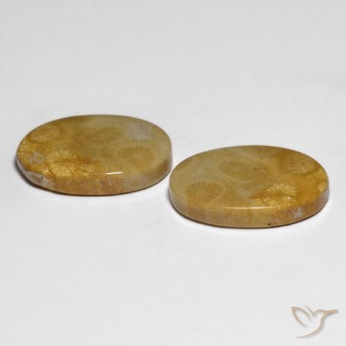 Shop natural 29.58ct マルチカラー 化石サンゴ gems, 楕円形, from インドネシア at GemSelect. In stock, global shipping!