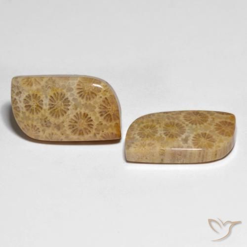 Shop natural 25.29ct マルチカラー 化石サンゴ gems, ファンシー, from インドネシア at GemSelect. In stock, global shipping!