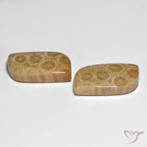Shop natural 25.29ct マルチカラー 化石サンゴ gems, ファンシー, from インドネシア at GemSelect. In stock, global shipping!