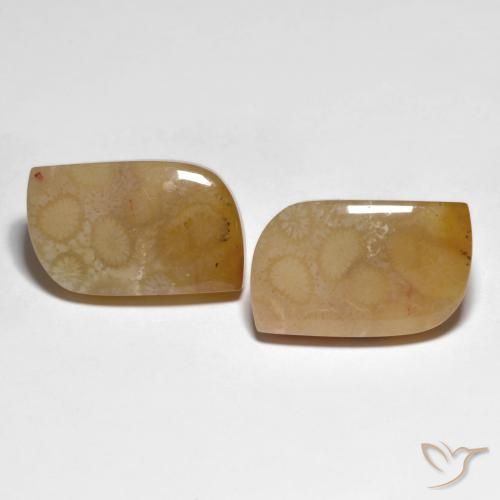 Shop natural 30.66ct マルチカラー 化石サンゴ gems, ファンシー, from インドネシア at GemSelect. In stock, global shipping!