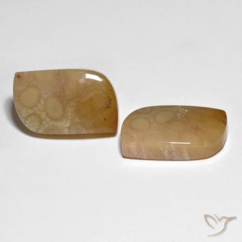 Shop natural 30.66ct マルチカラー 化石サンゴ gems, ファンシー, from インドネシア at GemSelect. In stock, global shipping!