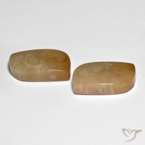 Shop natural 30.66ct マルチカラー 化石サンゴ gems, ファンシー, from インドネシア at GemSelect. In stock, global shipping!