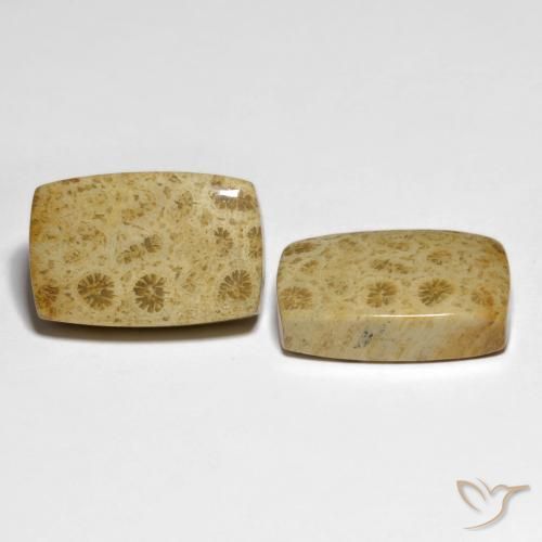 Shop natural 32.19ct マルチカラー 化石サンゴ gems, クッション, from インドネシア at GemSelect. In stock, global shipping!