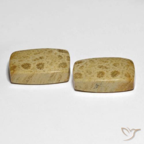 Shop natural 32.19ct マルチカラー 化石サンゴ gems, クッション, from インドネシア at GemSelect. In stock, global shipping!