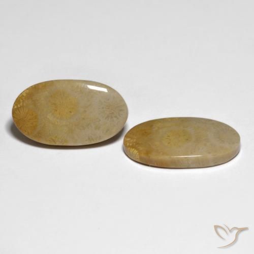 Shop natural 20.84ct マルチカラー 化石サンゴ gems, 楕円形, from インドネシア at GemSelect. In stock, global shipping!