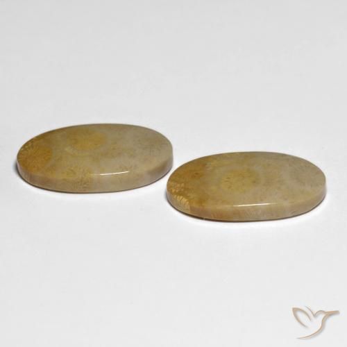 Shop natural 20.84ct マルチカラー 化石サンゴ gems, 楕円形, from インドネシア at GemSelect. In stock, global shipping!