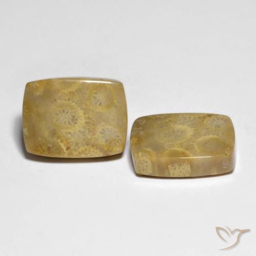 Shop natural 22.82ct マルチカラー 化石サンゴ gems, クッション, from インドネシア at GemSelect. In stock, global shipping!