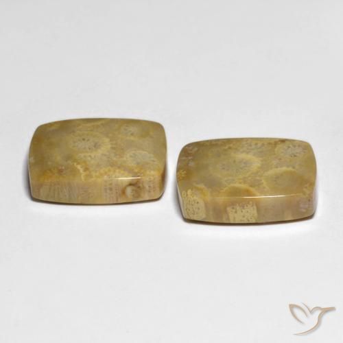 Shop natural 22.82ct マルチカラー 化石サンゴ gems, クッション, from インドネシア at GemSelect. In stock, global shipping!