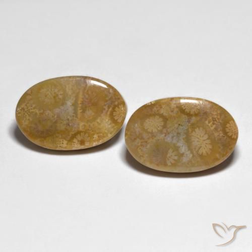 Shop natural 19.51ct マルチカラー 化石サンゴ gems, 楕円形, from インドネシア at GemSelect. In stock, global shipping!