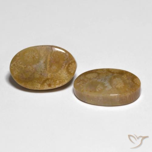 Shop natural 19.51ct マルチカラー 化石サンゴ gems, 楕円形, from インドネシア at GemSelect. In stock, global shipping!
