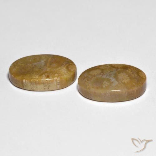Shop natural 19.51ct マルチカラー 化石サンゴ gems, 楕円形, from インドネシア at GemSelect. In stock, global shipping!