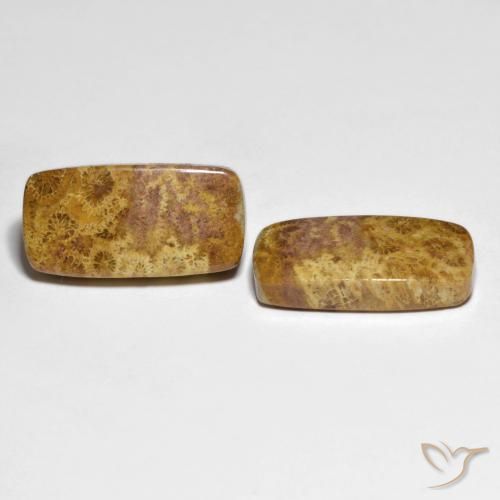 Shop natural 21.66ct マルチカラー 化石サンゴ gems, クッション, from インドネシア at GemSelect. In stock, global shipping!