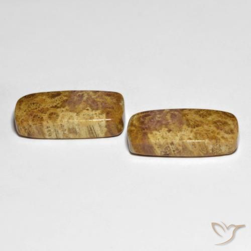 Shop natural 21.66ct マルチカラー 化石サンゴ gems, クッション, from インドネシア at GemSelect. In stock, global shipping!