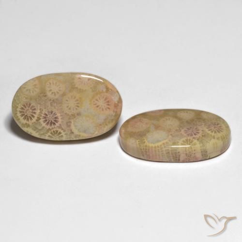 Shop natural 26.13ct マルチカラー 化石サンゴ gems, 楕円形, from インドネシア at GemSelect. In stock, global shipping!
