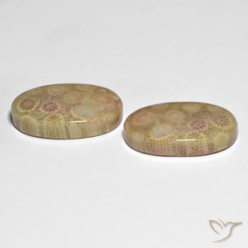 Shop natural 26.13ct マルチカラー 化石サンゴ gems, 楕円形, from インドネシア at GemSelect. In stock, global shipping!