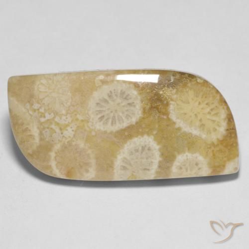 13.52カラットの天然マルチカラー化石サンゴ、ファンシーシェイプ、オペーク