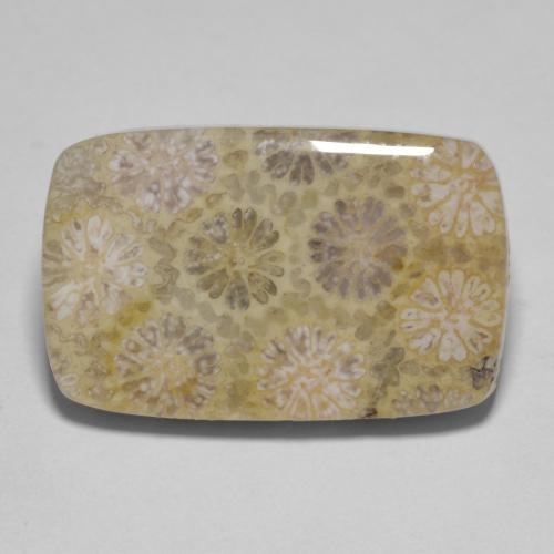 15.35カラットの天然マルチカラー化石サンゴ（20.8×13.1 mm・クッションカット）