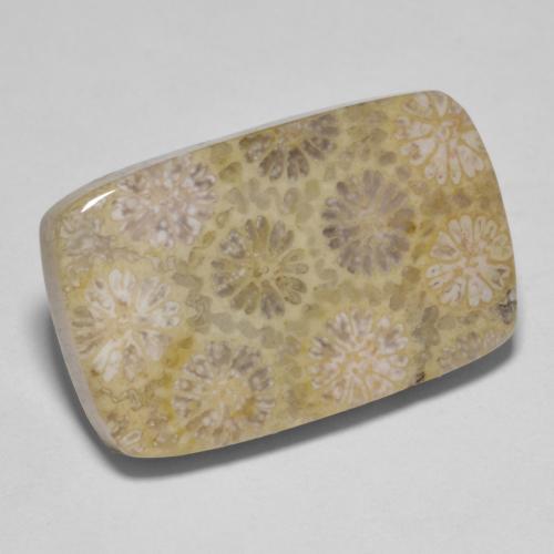 15.35カラットの天然マルチカラー化石サンゴ（20.8×13.1 mm・クッションカット）