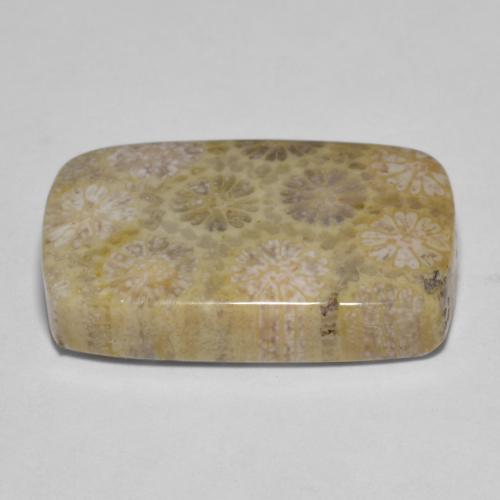 15.35カラットの天然マルチカラー化石サンゴ（20.8×13.1 mm・クッションカット）