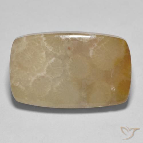 16.72ct 天然 マルチカラー 化石サンゴ, クッション, オペーク