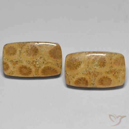 Shop natural 23.03ct マルチカラー 化石サンゴ gems, クッション, from インドネシア at GemSelect. In stock, global shipping!