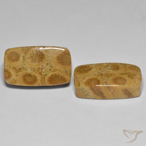 Shop natural 23.03ct マルチカラー 化石サンゴ gems, クッション, from インドネシア at GemSelect. In stock, global shipping!