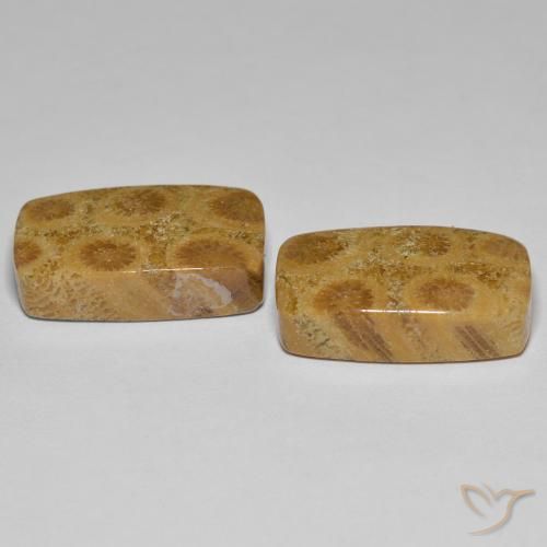 Shop natural 23.03ct マルチカラー 化石サンゴ gems, クッション, from インドネシア at GemSelect. In stock, global shipping!