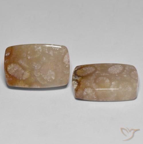 Shop natural 26.92ct マルチカラー 化石サンゴ gems, クッション, from インドネシア at GemSelect. In stock, global shipping!