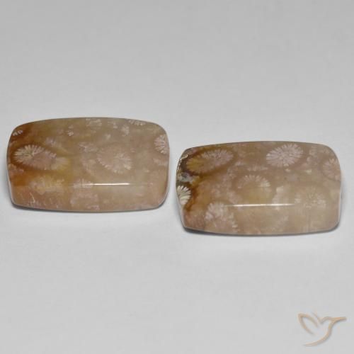 Shop natural 26.92ct マルチカラー 化石サンゴ gems, クッション, from インドネシア at GemSelect. In stock, global shipping!