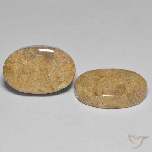 Shop natural 24.35ct マルチカラー 化石サンゴ gems, 楕円形, from インドネシア at GemSelect. In stock, global shipping!