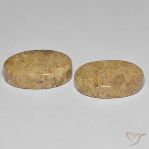 Shop natural 24.35ct マルチカラー 化石サンゴ gems, 楕円形, from インドネシア at GemSelect. In stock, global shipping!