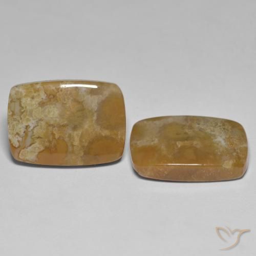 Shop natural 25.23ct マルチカラー 化石サンゴ gems, クッション, from インドネシア at GemSelect. In stock, global shipping!